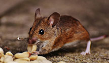 24 Hour & Emergency Exterminators in Oakton, VA